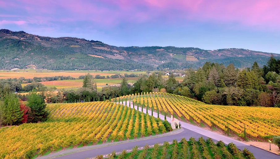 WHY NAPA VALLEY CAPTURES GLOBAL INTEREST BY PATRICK SCHMITT MW AND EDITOR-IN-CHIEF OF THE DRINK BUSINESS